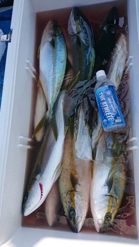 龍神丸（福井） 釣果