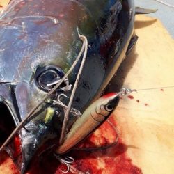 へいみつ丸 釣果