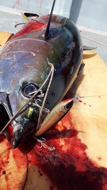 へいみつ丸 釣果