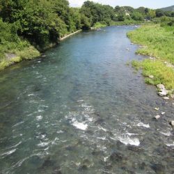 狩野川(狩野川漁業協同組合) 釣果