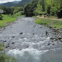 狩野川(狩野川漁業協同組合) 釣果