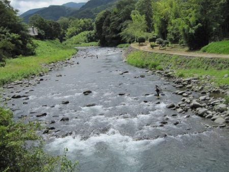 狩野川(狩野川漁業協同組合) 釣果