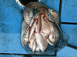 フィッシングガイド りょう 釣果