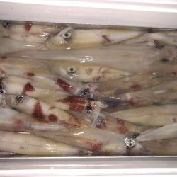 幸風（さちかぜ） 釣果