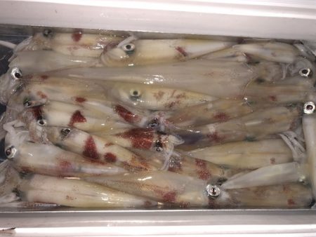 幸風（さちかぜ） 釣果