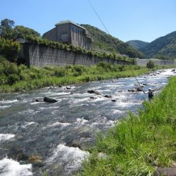 狩野川(狩野川漁業協同組合) 釣果