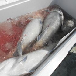 こうゆう丸 釣果