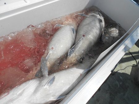 こうゆう丸 釣果