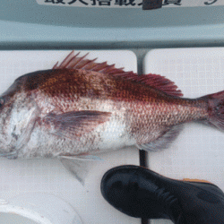 遊漁船ブルーウッズ 釣果