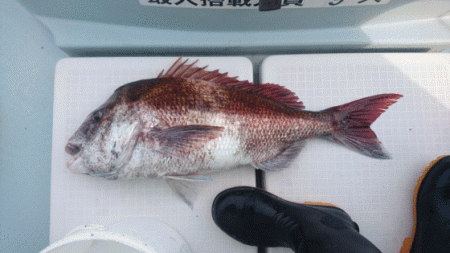 遊漁船ブルーウッズ 釣果