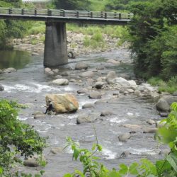 狩野川(狩野川漁業協同組合) 釣果