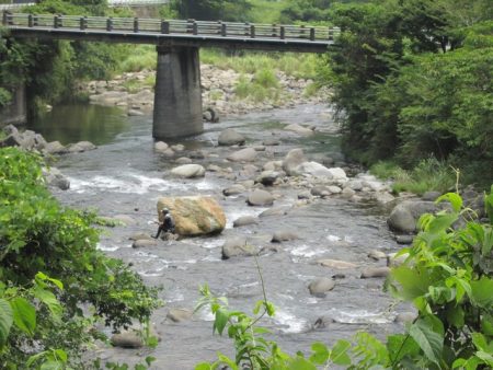 狩野川(狩野川漁業協同組合) 釣果