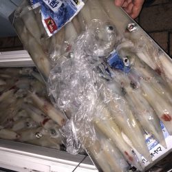 幸風（さちかぜ） 釣果