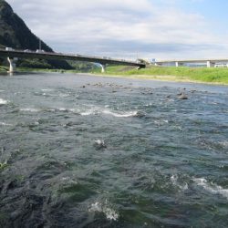 狩野川(狩野川漁業協同組合) 釣果