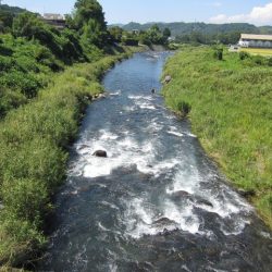 狩野川(狩野川漁業協同組合) 釣果
