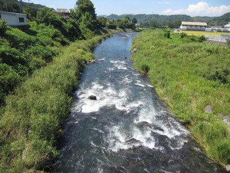 狩野川(狩野川漁業協同組合) 釣果