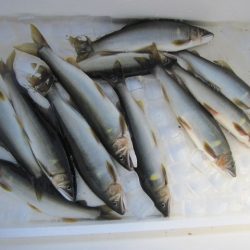 狩野川(狩野川漁業協同組合) 釣果