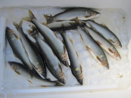 狩野川（狩野川漁業協同組合） 釣果