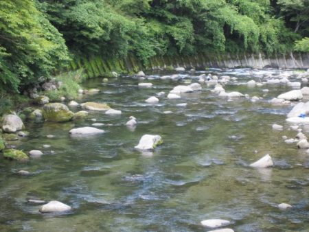 狩野川(狩野川漁業協同組合) 釣果
