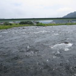 狩野川(狩野川漁業協同組合) 釣果