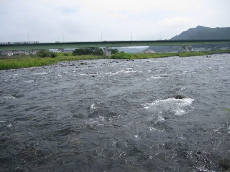 狩野川（狩野川漁業協同組合） 釣果