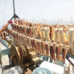 大進丸(愛知) 釣果