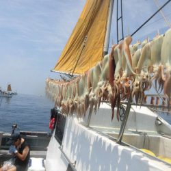 大進丸(愛知) 釣果