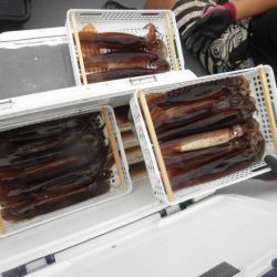 大進丸(愛知) 釣果