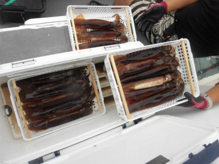 大進丸(愛知) 釣果