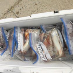 大進丸(愛知) 釣果