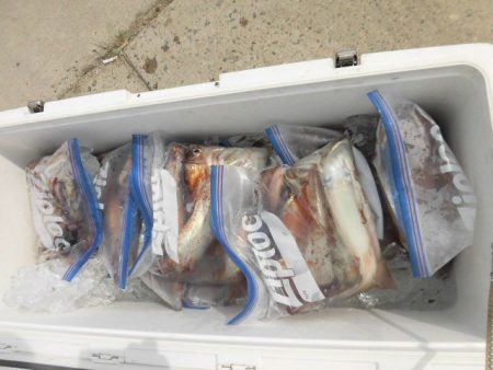 大進丸(愛知) 釣果