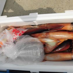 大進丸(愛知) 釣果