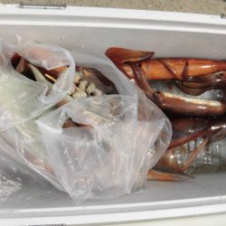 大進丸(愛知) 釣果