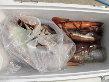 大進丸(愛知) 釣果