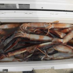 大進丸(愛知) 釣果