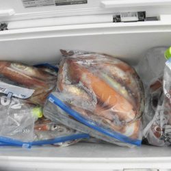 大進丸(愛知) 釣果