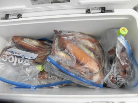 大進丸(愛知) 釣果