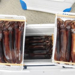 大進丸(愛知) 釣果