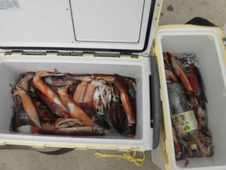 大進丸(愛知) 釣果