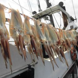 大進丸（愛知） 釣果