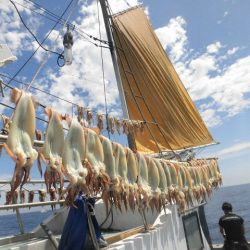 大進丸(愛知) 釣果