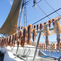 大進丸(愛知) 釣果