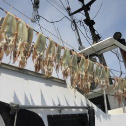 大進丸（愛知） 釣果