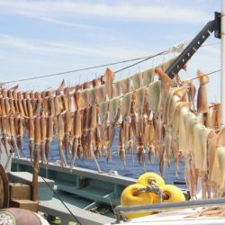 大進丸（愛知） 釣果