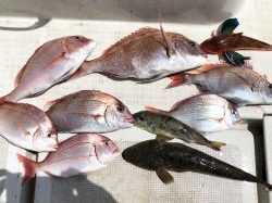 THESEAMAN(ザシーマン) 釣果