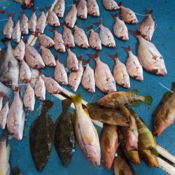 十八宝洋丸 釣果