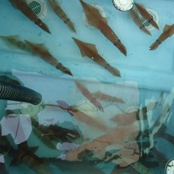 十八宝洋丸 釣果