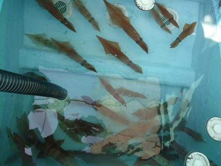 十八宝洋丸 釣果