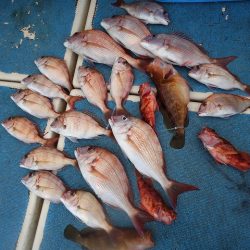 十八宝洋丸 釣果