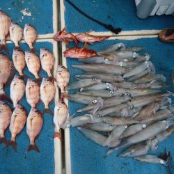 十八宝洋丸 釣果